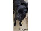 Adopt Shadow a Pug / Terrier (Unknown Type, Medium) / Mixed dog in York