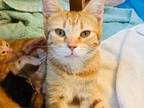 Adopt Lacey a Orange or Red Tabby Domestic Shorthair (short coat) cat in Union