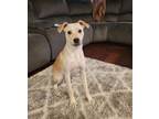 Adopt Ella a Tan/Yellow/Fawn Labrador Retriever / Mixed dog in Folsom