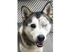 Adopt Buck a Siberian Husky / Mixed dog in Norman, OK (37625995)