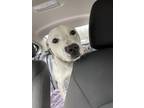 Adopt Sally a White - with Black American Pit Bull Terrier / American
