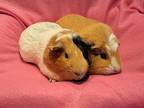 Adopt Evee and Lola a Guinea Pig small animal in South Bend, IN (37625877)