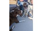 Adopt Zeus and Gelato a Brown/Chocolate - with White Pit Bull Terrier / Mixed