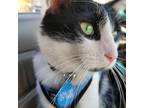 Adopt Hamilton a Black & White or Tuxedo Manx / Mixed (short coat) cat in