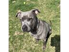 Adopt Cole a Gray/Blue/Silver/Salt & Pepper American Pit Bull Terrier / Mixed