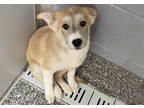 Adopt Hazelnut a Tan/Yellow/Fawn Husky / Shepherd (Unknown Type) / Mixed dog in