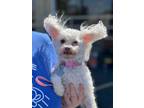 Adopt Sparkles a White Maltipoo / Bichon Frise / Mixed dog in Dallas