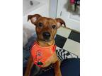 Adopt ASHBY a Dachshund / Mixed dog in Norfolk, VA (37625295)