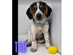Adopt Tab a Black - with White Beagle / Hound (Unknown Type) dog in Armonk