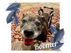 Adopt Boomer on Wheels! a Brown/Chocolate Boxer / Pit Bull Terrier dog in