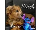 Adopt Stitch a Red/Golden/Orange/Chestnut Dachshund dog in Orange, CA (37621001)