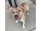 Adopt Foliage a Brindle Pit Bull Terrier / Mixed dog in Asheville, NC (37624885)