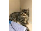 Adopt Gabe a Brown Tabby Domestic Shorthair (short coat) cat in Hackensack