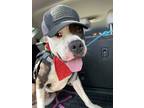 Adopt Huckleberry Finn a Black American Pit Bull Terrier / Mixed dog in San