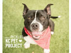 Adopt Pickles a Black American Pit Bull Terrier / Mixed dog in Kansas City
