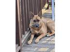 Adopt Sadi a Brown/Chocolate German Shepherd Dog / Mixed dog in Rock Hill