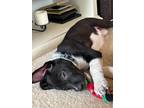 Adopt MCGHEE a Labrador Retriever / Mixed dog in Gloucester, VA (37624257)