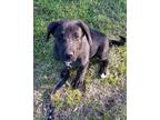 Adopt Conman Cullum a Labrador Retriever / Great Dane / Mixed dog in El Dorado