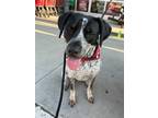Adopt Gaston a Bluetick Coonhound / Catahoula Leopard Dog / Mixed dog in