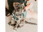 Adopt Sully a Brown/Chocolate American Pit Bull Terrier dog in oklahoma city