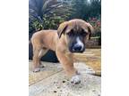 Adopt Basil a Tan/Yellow/Fawn - with Black Mastiff / German Shepherd Dog dog in