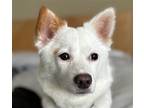 Adopt Heidi a Jindo / Mixed dog in San Ramon, CA (37623793)