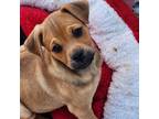 Adopt Latto a Pug / Doberman Pinscher / Mixed dog in San Pablo, CA (37623768)