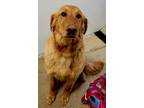 Adopt Marigold a Golden Retriever / Mixed dog in Viroqua, WI (37623660)