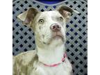 Adopt Gypsy a Catahoula Leopard Dog / Mixed dog in Midland, TX (37621343)