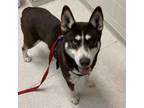Adopt Penny a Brown/Chocolate Husky / Mixed dog in Murray, UT (37623644)