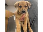 Adopt Lollipop a Brown/Chocolate Pit Bull Terrier / German Shepherd Dog / Mixed