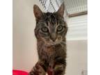 Adopt Zoe a Brown or Chocolate Domestic Shorthair / Mixed cat in St.