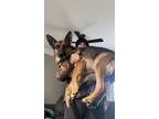 Adopt Khloe a Black - with Tan, Yellow or Fawn German Shepherd Dog / Mixed dog