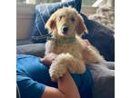 Adopt NOVA a Tan/Yellow/Fawn Poodle (Standard) / Mixed dog in Pt.