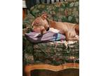 Adopt Riddick a Red/Golden/Orange/Chestnut - with White American Pit Bull