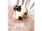 Adopt Jack ka a White - with Black Labrador Retriever / Terrier (Unknown Type