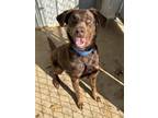 Adopt Melia a Brown/Chocolate Labrador Retriever / Mixed dog in Ottumwa