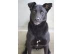 Adopt Benny a Black Labrador Retriever / Mixed dog in Ottumwa, IA (35366549)