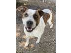 Adopt Gus a Brown/Chocolate Australian Cattle Dog / Mixed dog in Ottumwa