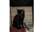 Adopt Absolute Zero a All Black Domestic Shorthair / Mixed cat in Davenport