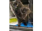 Adopt Cloudy with a Chance of Meatballs a All Black Domestic Longhair / Mixed