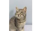 Adopt Spector a Gray, Blue or Silver Tabby Domestic Shorthair / Mixed (short