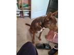 Adopt Gracie a Brown/Chocolate American Pit Bull Terrier / German Shepherd Dog /