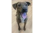 Adopt August~22/23-0322k a Brindle Mixed Breed (Large) / Mixed dog in Bangor