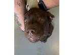 Adopt Bear a American Pit Bull Terrier / Mixed dog in Salt Lake City