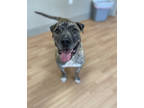 Adopt Rambo~22/23-0322d a Brindle Mixed Breed (Large) / Mixed dog in Bangor
