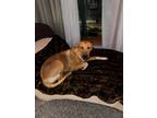 Adopt Cindy a Tan/Yellow/Fawn Black Mouth Cur / Mixed dog in Appleton