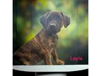 Adopt Layla a Brindle Labrador Retriever / Mixed dog in Parsippany