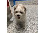 Adopt Sammy a Lhasa Apso / Mixed dog in Golden, CO (37621218)