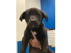 Adopt Junior a Border Collie / Mixed dog in Golden, CO (37621194)